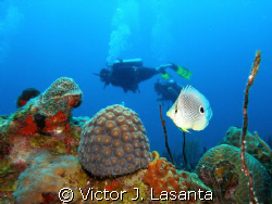 four eye butterfly fish at window dive site in parguera ,... by Victor J. Lasanta 